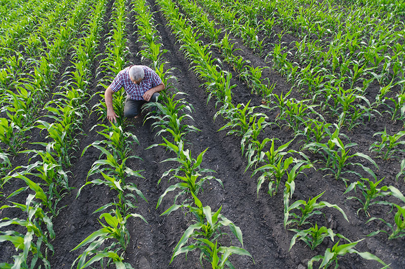 Corn and Sweet Corn