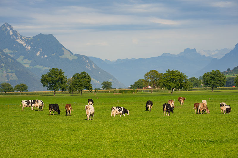 Cows and Wheat Express