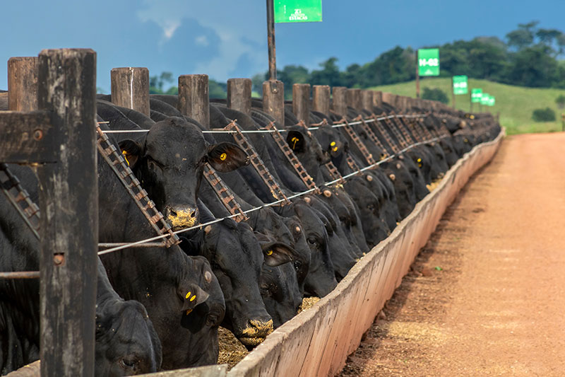 Feeder Cattle