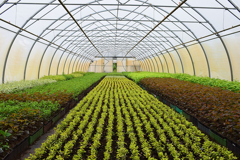 Nursery