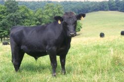 Cattle production - Missouri